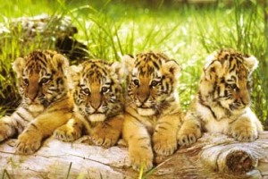 \'four tigers\'